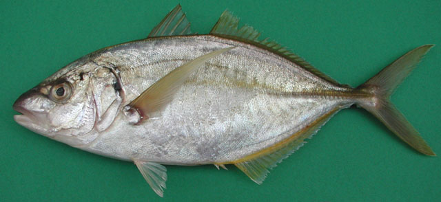 Pseudocaranx dentex (Bloch & Schneider, 1801)